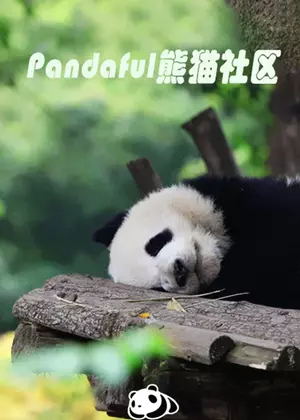 Pandaful熊猫社区（2024）